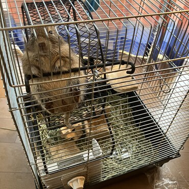 ぐうたらするの好き　飼い主に似てる