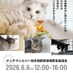 チンチラシルバー他多頭飼育崩壊緊急譲渡会 サムネイル1