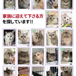 チンチラシルバー他多頭飼育崩壊緊急譲渡会 サムネイル2