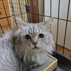 チンチラシルバー他多頭飼育崩壊緊急譲渡会 サムネイル3