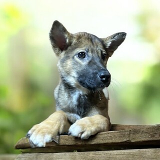 ❤️約3ヶ月の子犬里親緊急募集