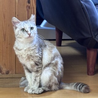 【パステル】不妊手術済み