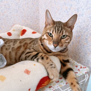 甘えたな老ベンガル　男の子