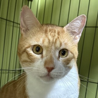 むっちり愛らしいボディの甘えん坊！曙くん