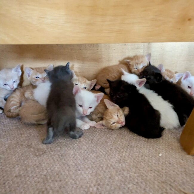 保護猫パウパウファミリーのカバー写真
