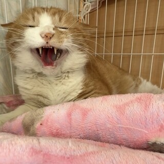 もんくん、シャー顔が何故かカワイイ！