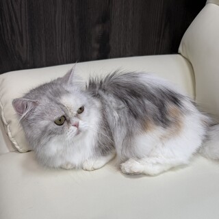 ミヌエット短足　ブリーダー引退猫ちゃん