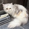 ミヌエット短足　ブリーダー引退猫ちゃん サムネイル2
