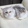 ミヌエット短足　ブリーダー引退猫ちゃん サムネイル3