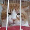 もんくん、シャー顔が何故かカワイイ！ サムネイル2