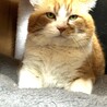 もんくん、シャー顔が何故かカワイイ！ サムネイル3