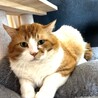 もんくん、シャー顔が何故かカワイイ！ サムネイル5