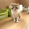 もんくん、シャー顔が何故かカワイイ！ サムネイル6