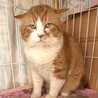 もんくん、シャー顔が何故かカワイイ！ サムネイル7