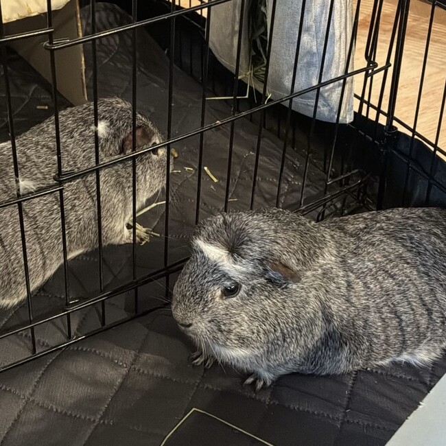 一般社団法人Tiny Tailsのカバー写真