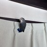 一般社団法人Tiny Tails