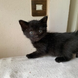 ヒマラヤン × 大阪府が募集対象」保護猫の里親募集情報 :: ペットの