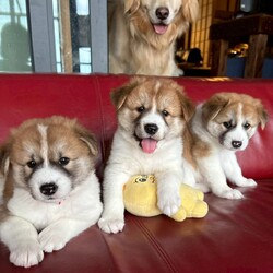 ワンコだらけの譲渡会 サムネイル2
