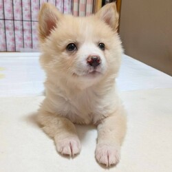 ワンコだらけの譲渡会 サムネイル3