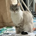 一旦募集停止  ブルーアイで可愛く甘えん坊の女の子