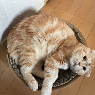 スコティッシュフォールド 成猫