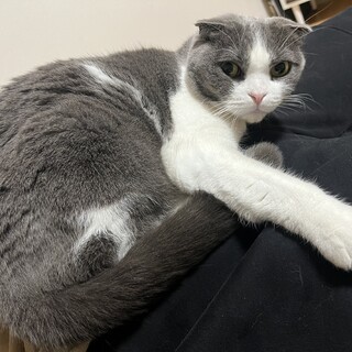 スコティッシュフォールド 成猫
