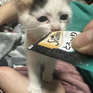 どちらも里親さん決まりました！