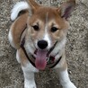 お顔が柴犬そっくり可愛いお顔で人懐こい真君 サムネイル6