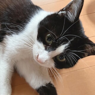 イケメンなハチワレの男の子★里親募集