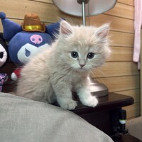 ポンゴ