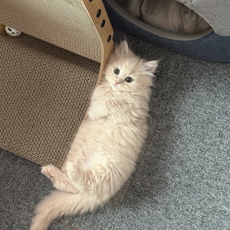 ポンゴのカバー写真