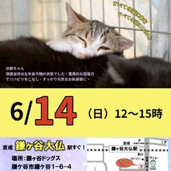 傘ねこふれあい譲渡会（＠鎌ヶ谷）
