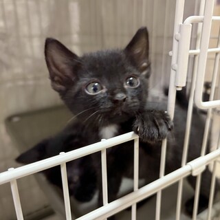 甘えん坊の黒猫