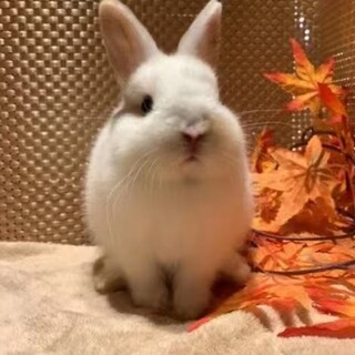 ネザーランドドワーフ男の子