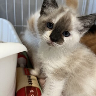 目が合えばゴロゴロ、ジュレちゃん