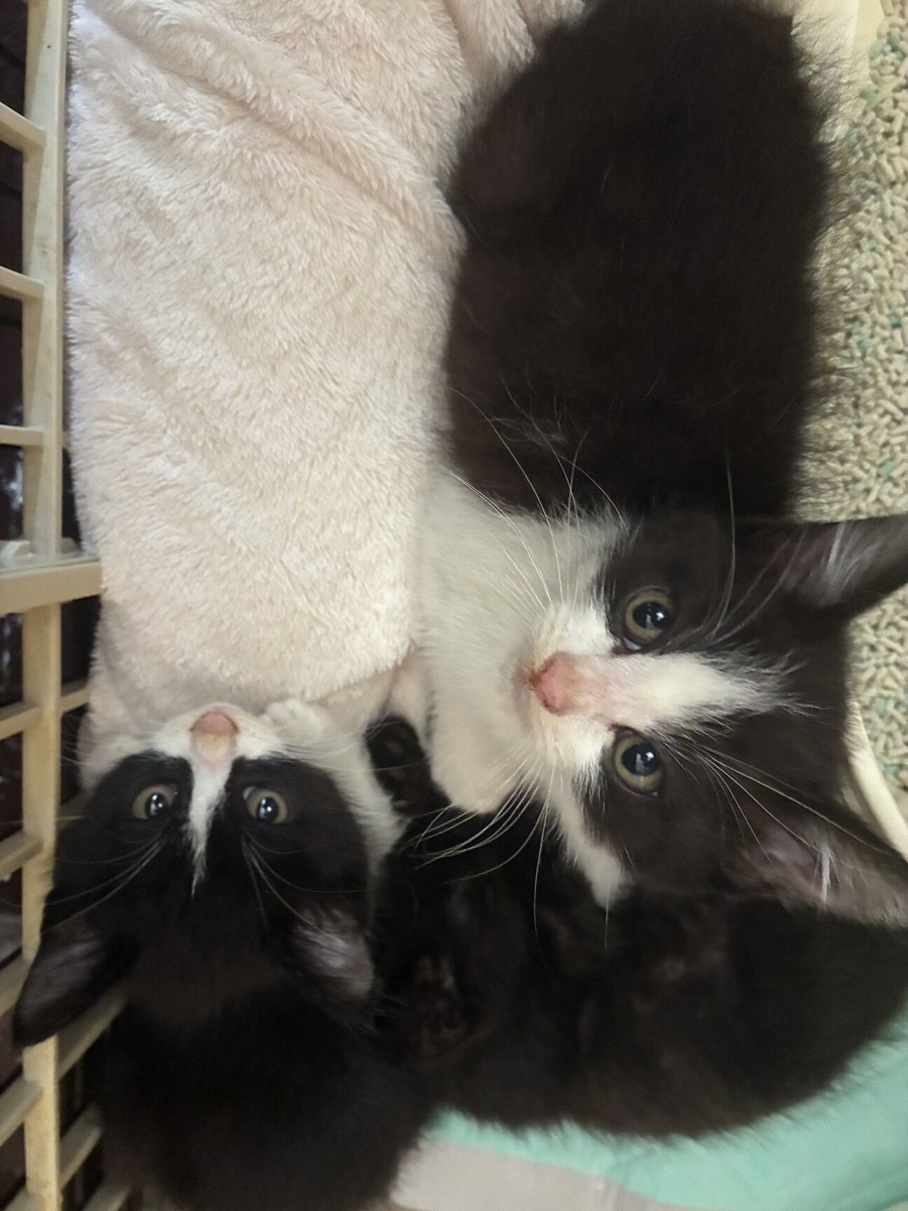 母猫ちゃんと子猫3匹」大阪府 - 猫の里親募集(541212) :: ペットの
