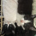 母猫ちゃんと子猫３匹