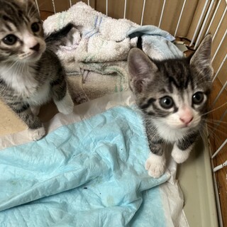 元気な仔猫です。