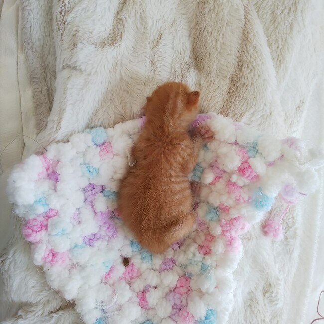 かぎしっぽの福のカバー写真