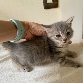 可愛い赤ちゃんサバとら ドラコちゃん １、５ヶ月