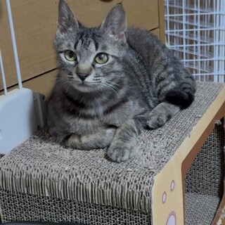 エンゼルポイントのしずか姫