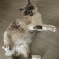ラグドールのレオンくん