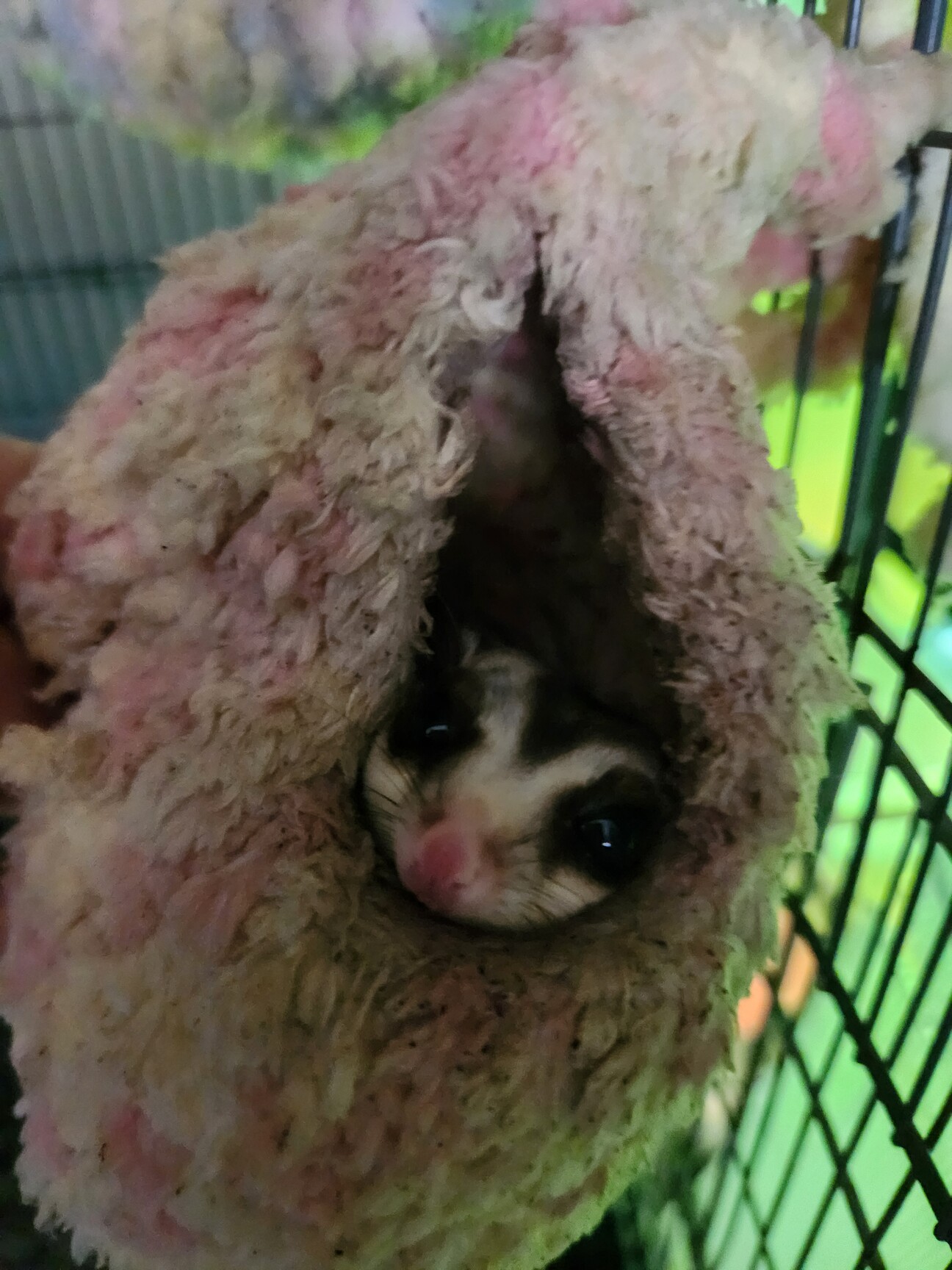 フクロモモンガ」兵庫県 - 小動物の里親募集(541226) :: ペットの
