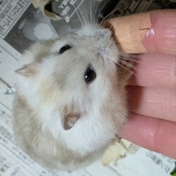 「体重が戻ってきました✨」サムネイル1