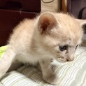 4月28日生うす茶トラ、オスいつでも譲渡可！