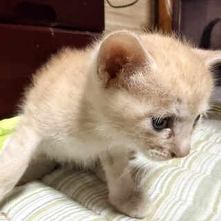 4月28日生うす茶トラ、オスいつでも譲渡可！