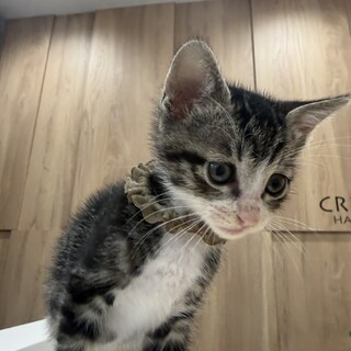 アメショのような可愛いウルくん