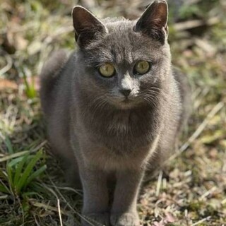 生後一ヶ月もふもふにゃんこ」京都府 - 猫の里親募集(34185) :: ペット