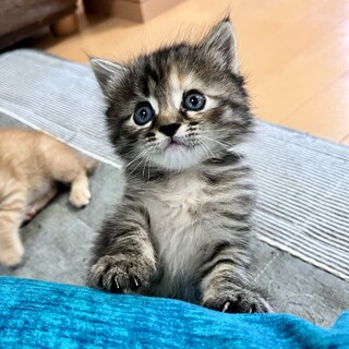 活発で人も猫も好きな甘えんぼうﾁｬﾝ