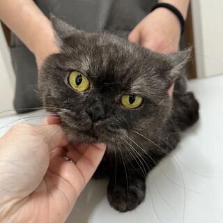 可愛い黒のブリティッシュの女の子　クロちゃん